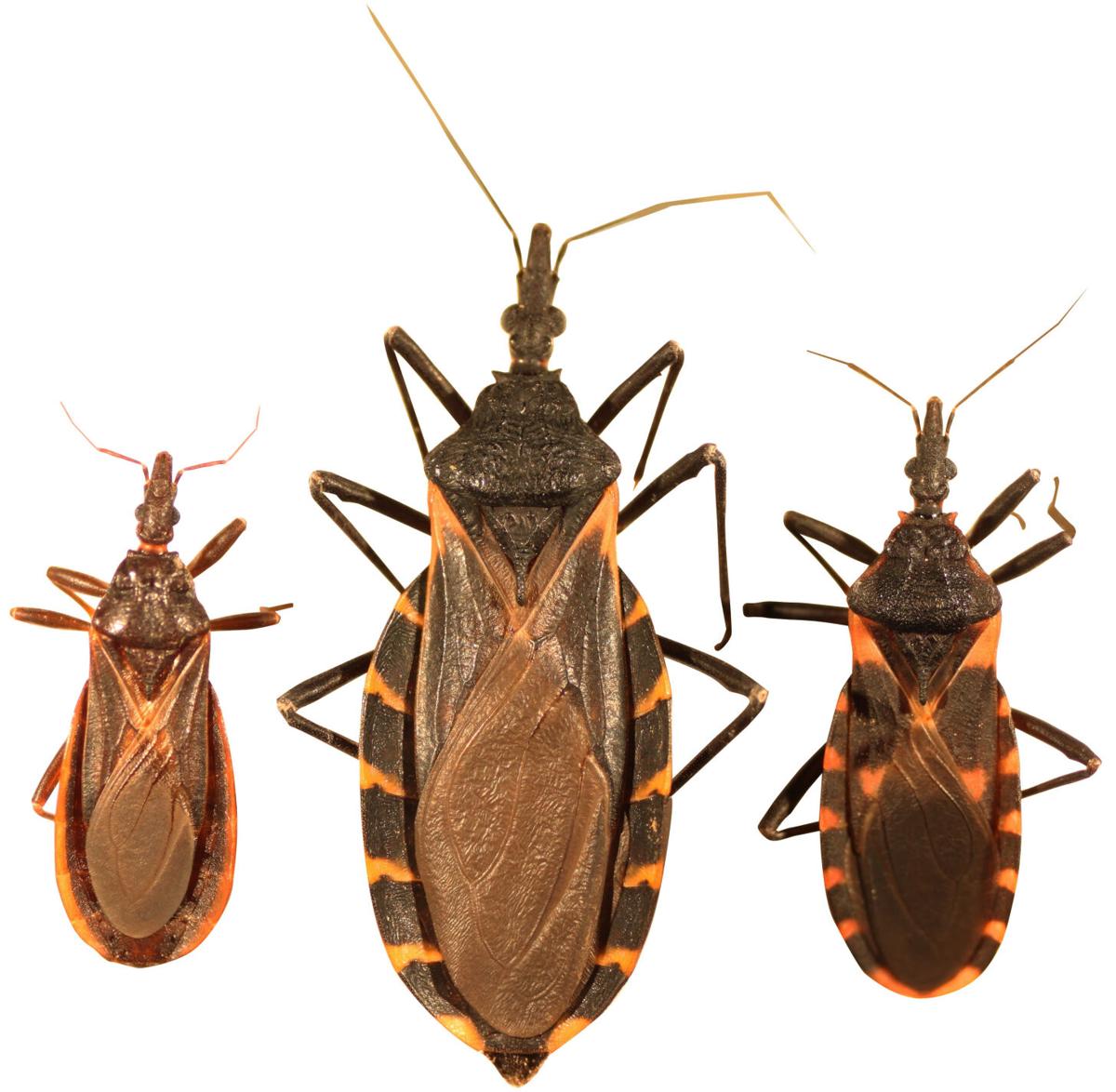 Kissing bugs
