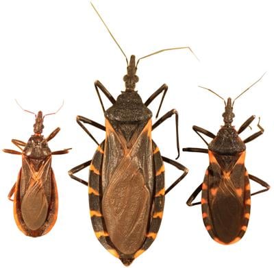 Kissing bugs