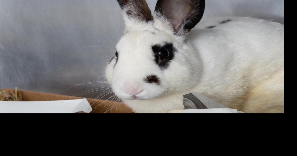 Meet our pets of the week: A duck, a rabbit and a shepherd mix