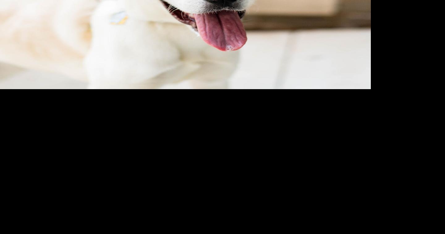 Meet our pets of the week: A pointer mix, a Lab mix and a horse