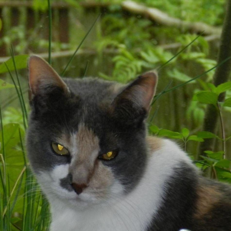 Man Gets 4 Years In Prison For Killing Cat With Hatchet In High