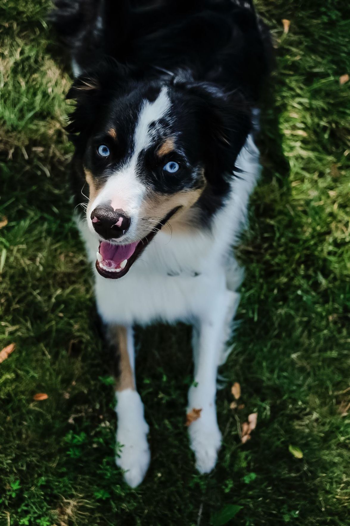 20 of the Cutest Canines of Cardinal Nation, St. Louis