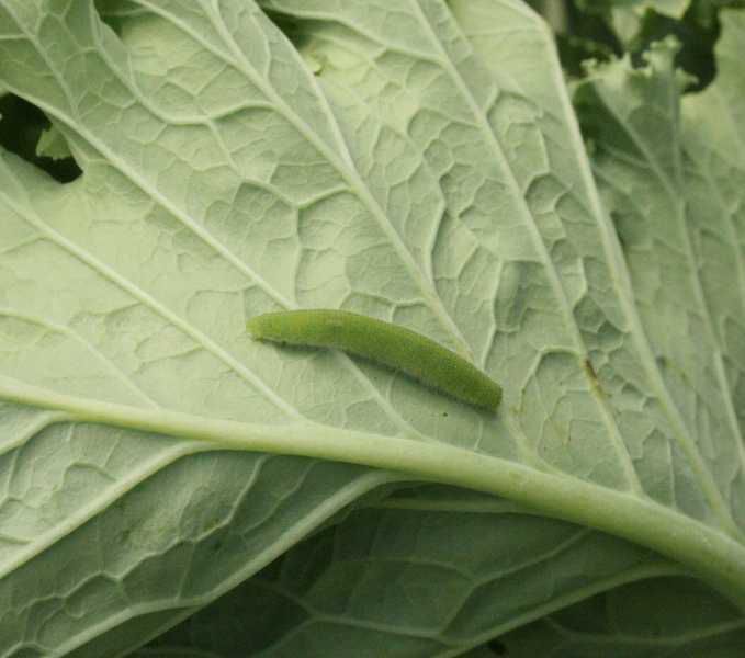 Cabbageworms may be cause of holes in broccoli