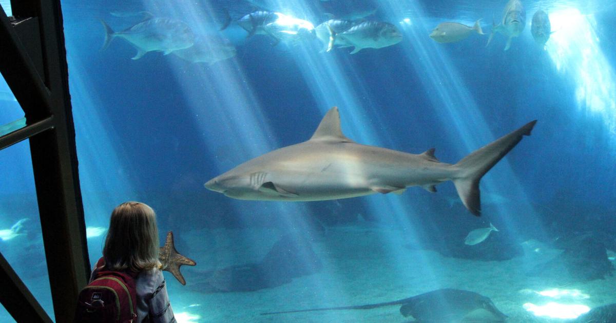 Make these aquariums part of your next family vacation
