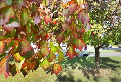 Fall leaves