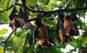 SCIENCE-BATS/
