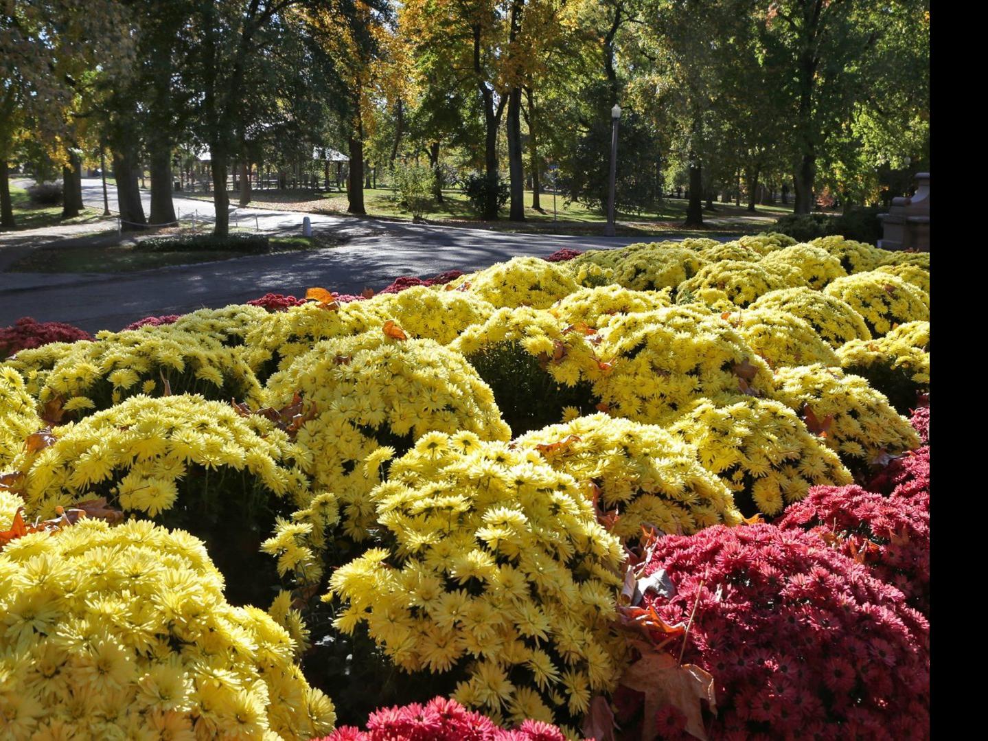 Don T Trim Back Mums Until Spring Home Garden Stltoday Com