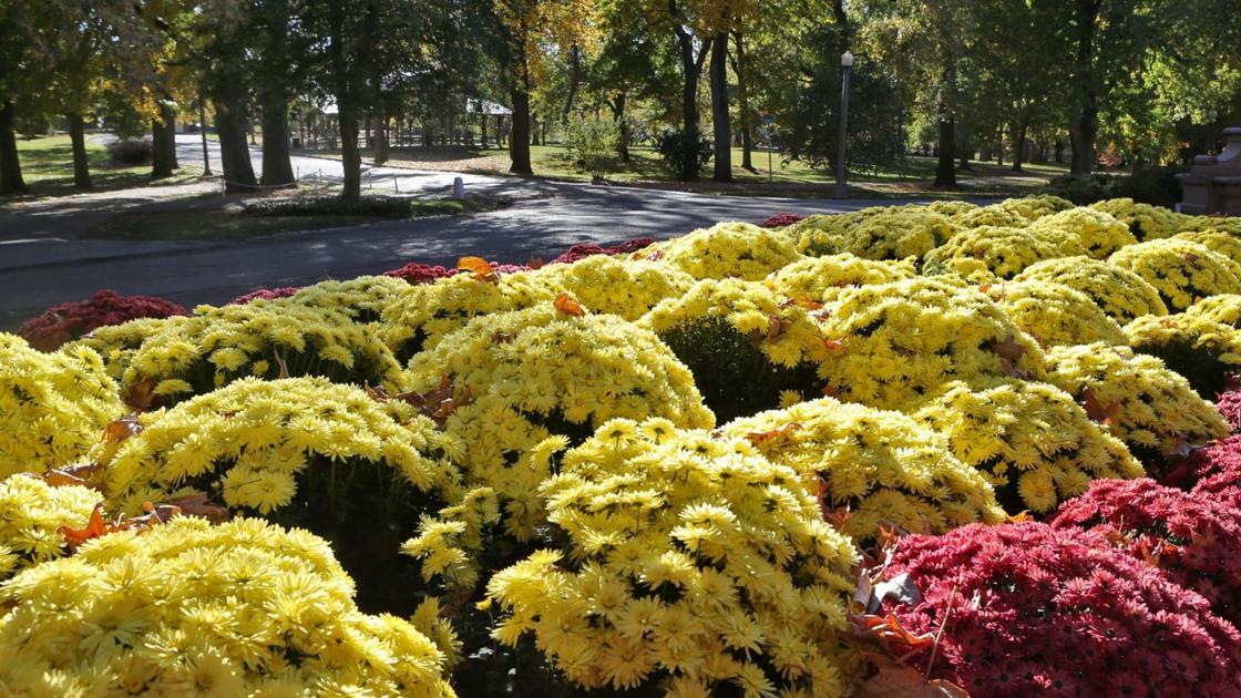 how to cut back mums in spring how to cut back mums in spring