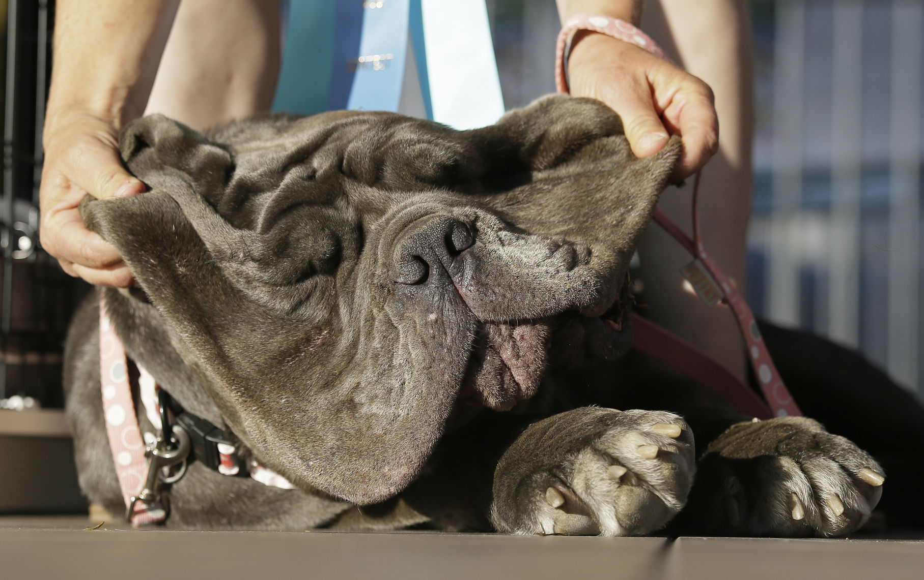 Meet Martha - The World's Ugliest Dog | Pets | Stltoday.com