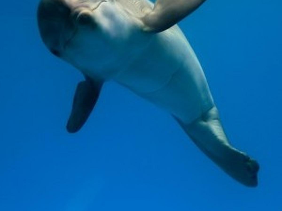 st louis post dispatch