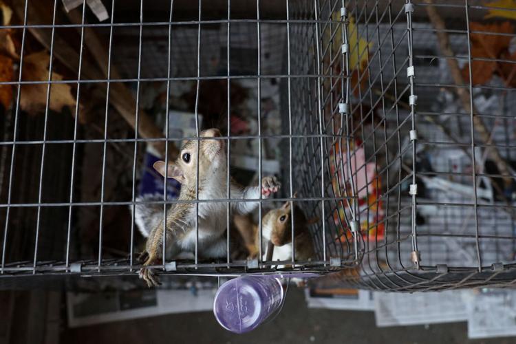 Missouri Wildlife Rescue Center is home to dozens of injured or orphaned squirrels