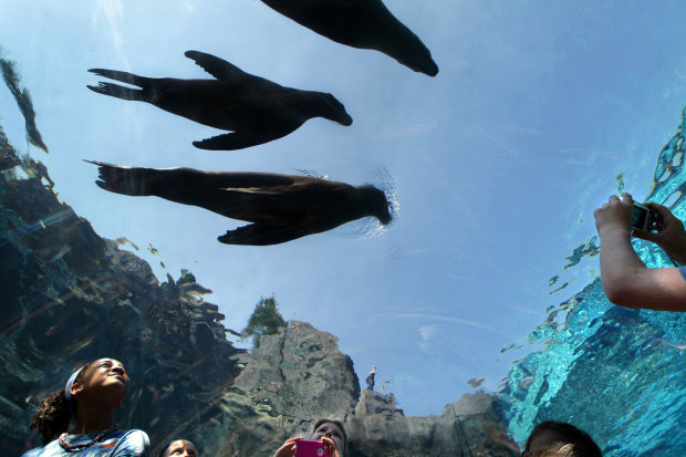 Sea lions swim in the Sea Lion Sound