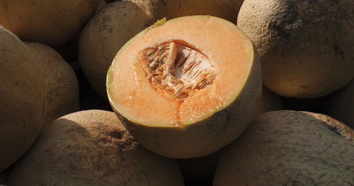 Salmonella in cantaloupes, pre-cut fruit sickens nearly 100 in 32 states, including Missouri - St. Louis Post-Dispatch