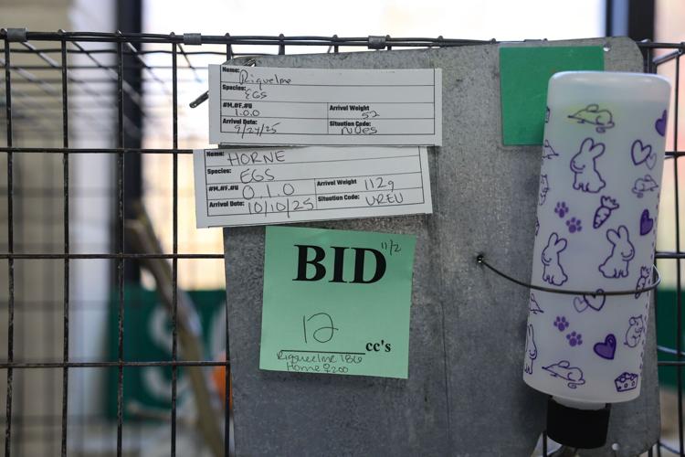 Missouri Wildlife Rescue Center is home to dozens of injured or orphaned squirrels