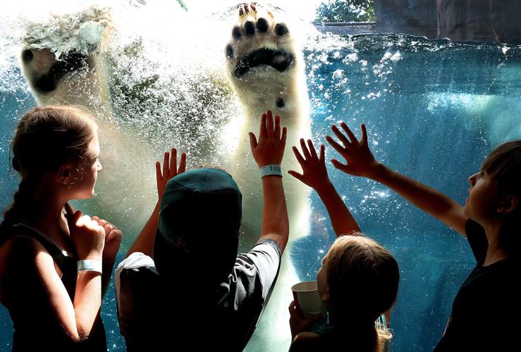 High-five to the bears