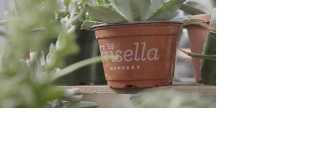 STL Headliners: Frisella Nursery - Vimarsana News