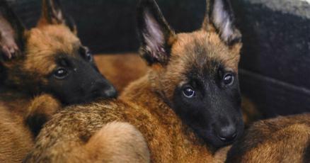 Mexicos rescue and drugsniffing dogs start out at the armys puppy kindergarten Mexicos rescue and drugsniffing dogs start out at the armys puppy kindergarten