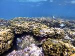 Climate-Super Coral Evolution