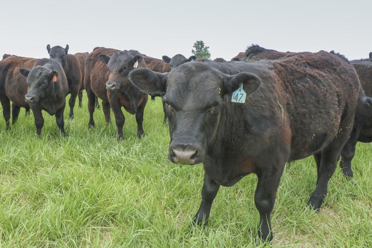 CAFO