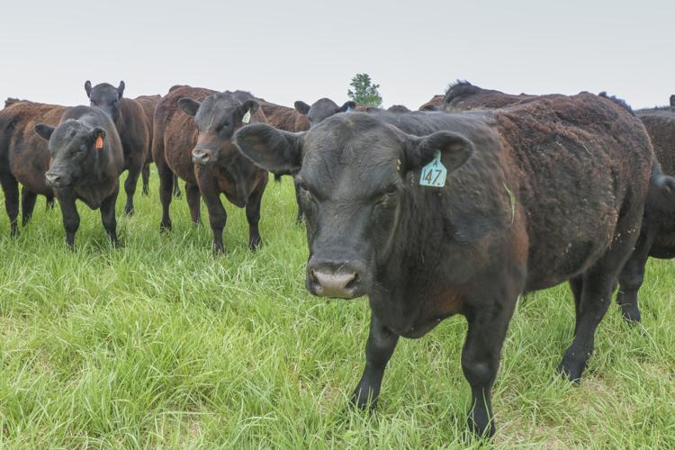 CAFO