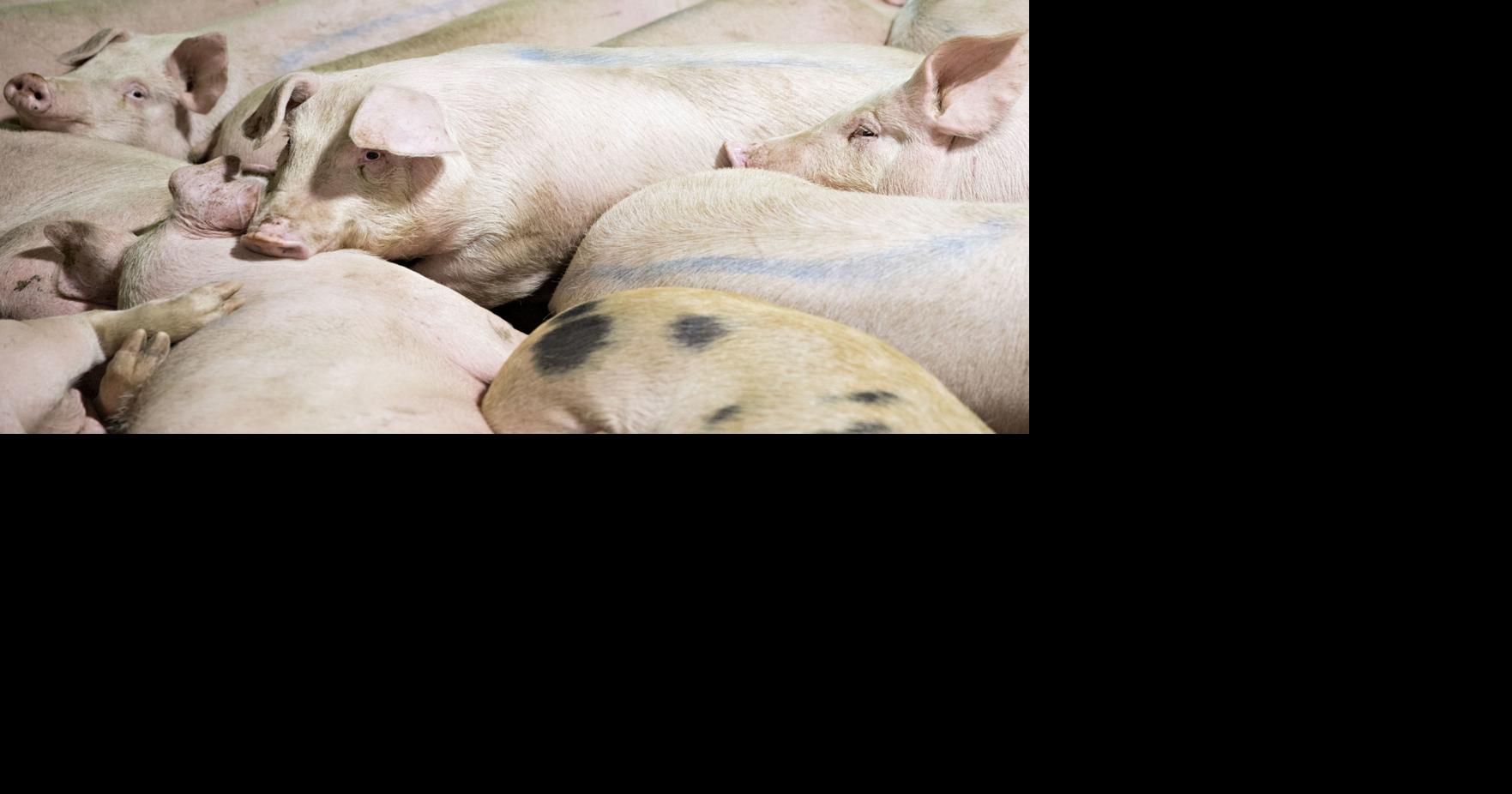Smithfield Foods closing 35 hog farm sites in Missouri