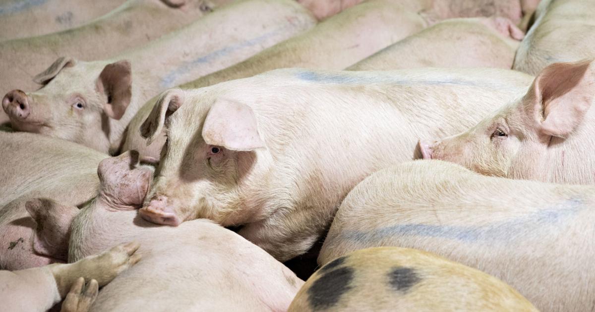 Smithfield Foods closing 35 hog farm sites in Missouri