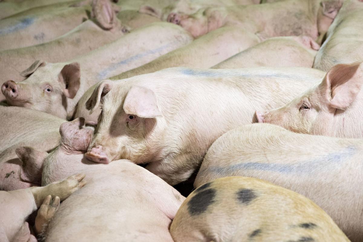 How does one of the world's biggest pork firms go bust during a