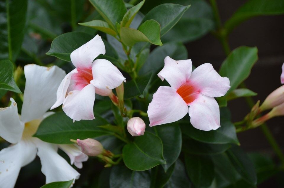 Mandevilla
