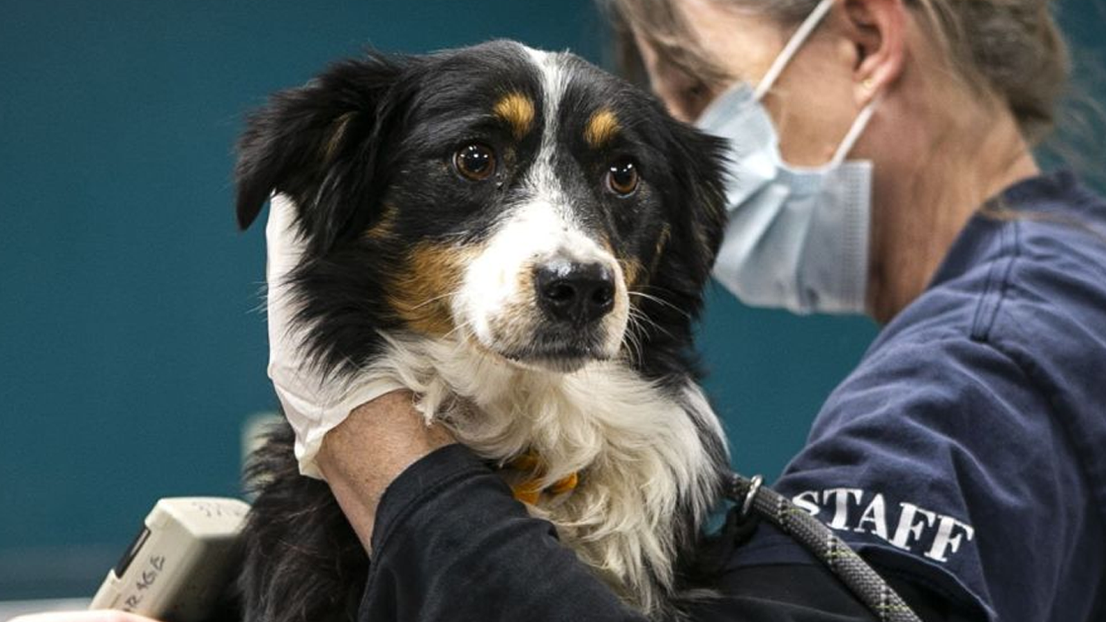 Your daily 6: Cops warned about Nashville bomber last year, GOP congressman-elect dies of COVID-19, 17 dogs rescued from Missouri breeder