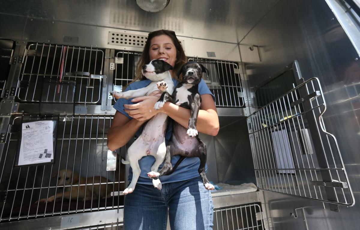 Photos Humane Society brings in more dogs to St. Louis
