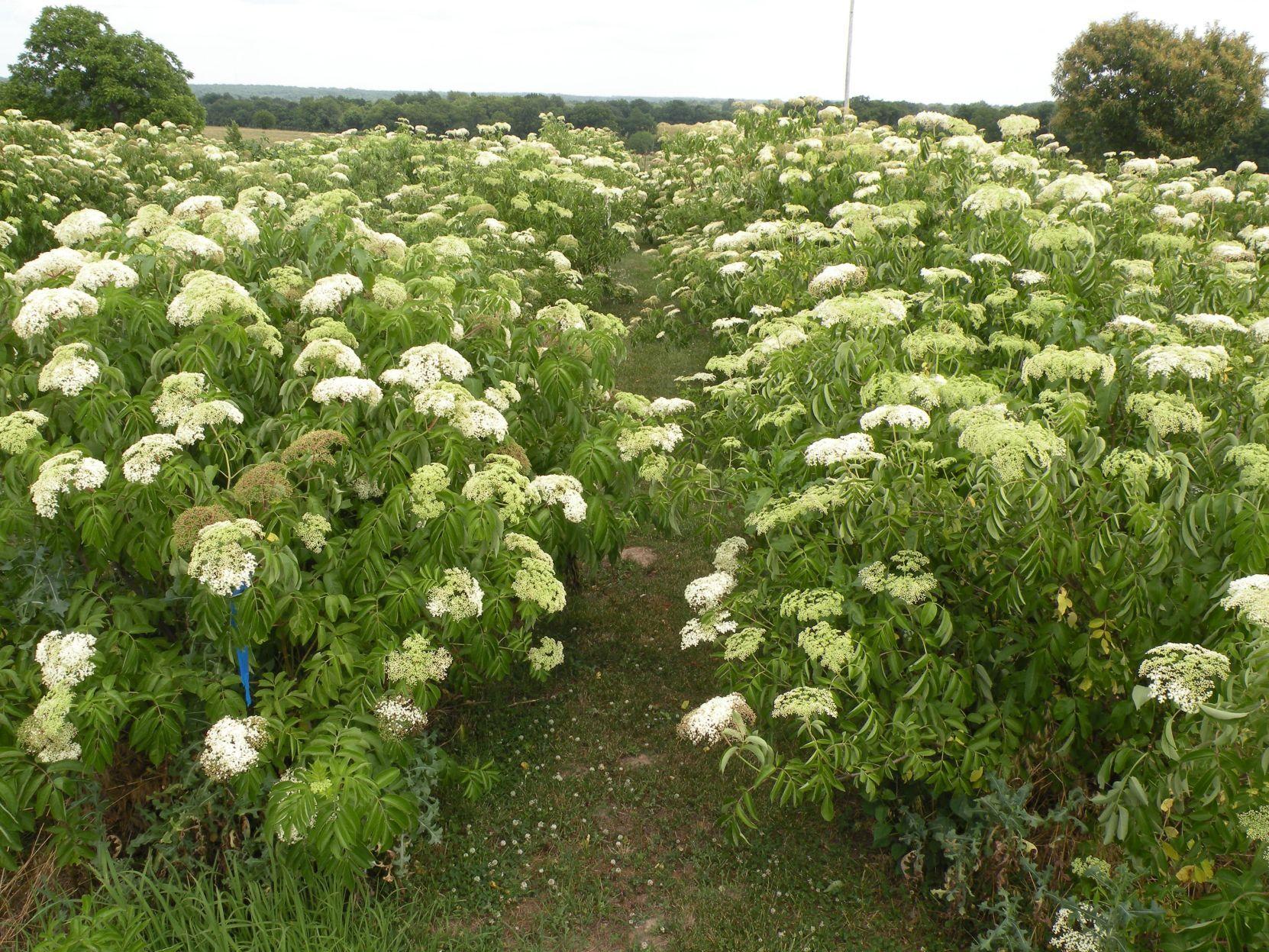 Need an immune boost? Missouri poised to be elderberry bellwether of