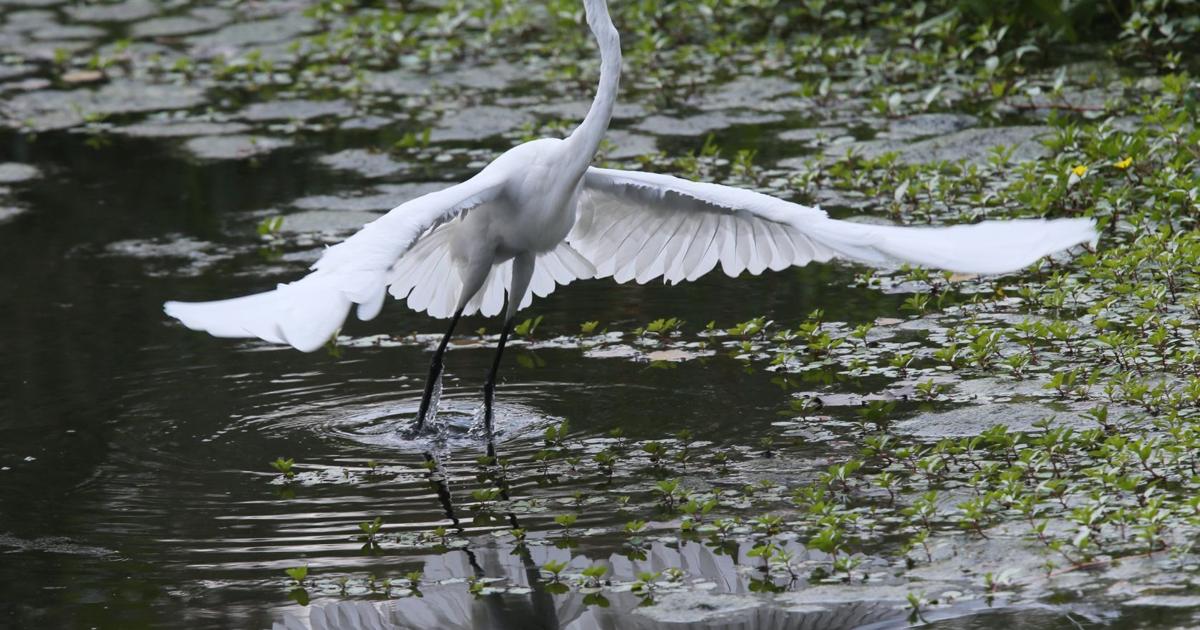 McClellan: When the news overwhelms, nature, music and baseball can help us cope | Bill McClellan McClellan: When the news overwhelms, nature, music and baseball can help us cope | Bill McClellan