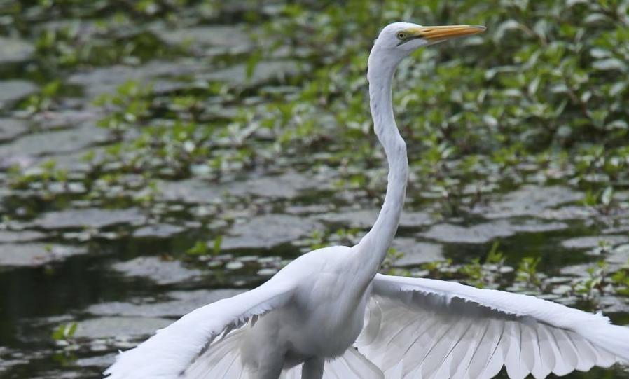 White Egrets abound in the Ƶ area