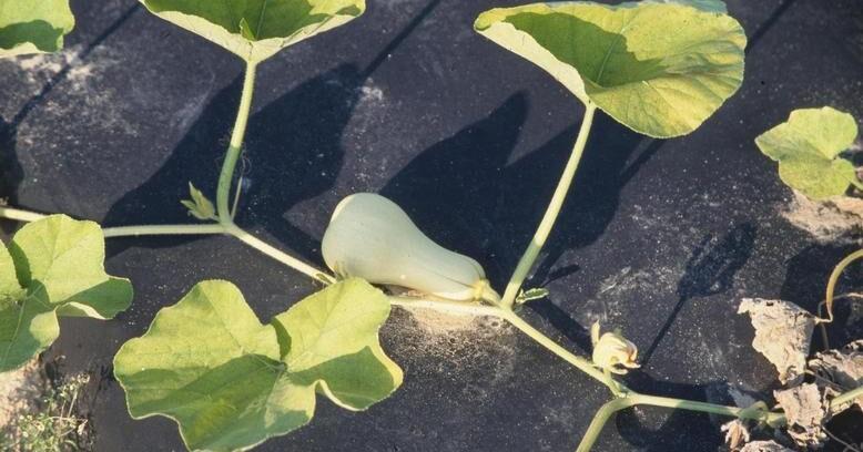 Gardening Q&A How to tell when butternut squash is ready to harvest Laura Chaves Missouri Botanical Garden