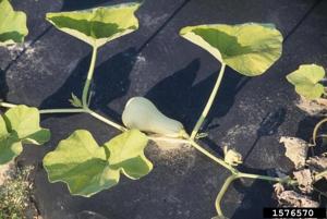 Squash