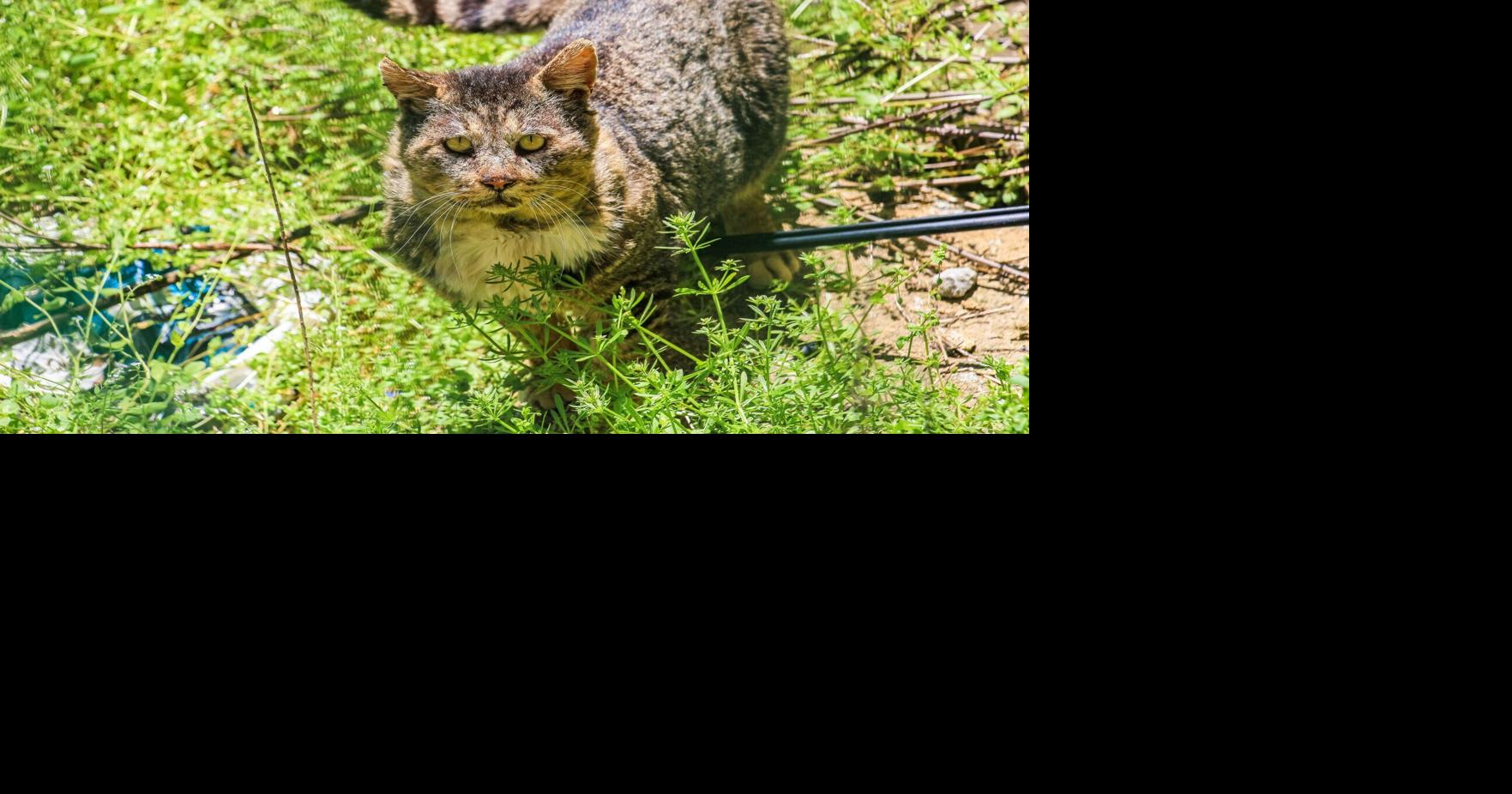Letter: Domestic cats are the very definition of an invasive species