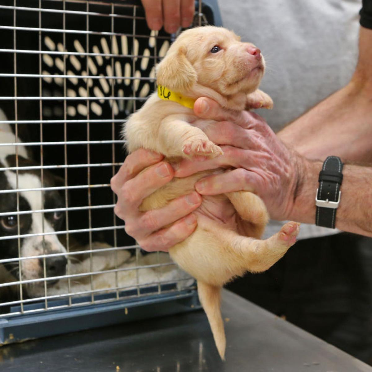 Breeder Gives Up 135 Puppies Adult Dogs To Humane Society Of Missouri Metro Stltoday Com