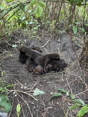 St. Louis Zoo's American red wolf pups released to a wild wolf family in North Carolina.
