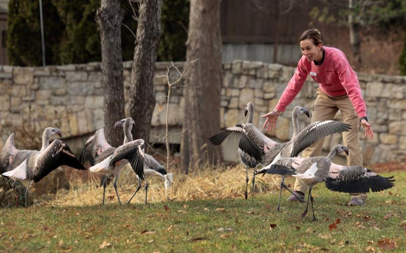 51���� Zoo’s Destination Discovery taking shape