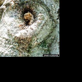 Ants don't harm trees, but they may be a sign of a problem