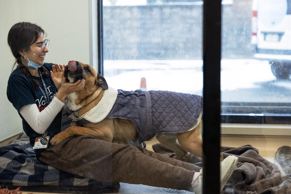 Animal shelter set to go under 51 County control Friday