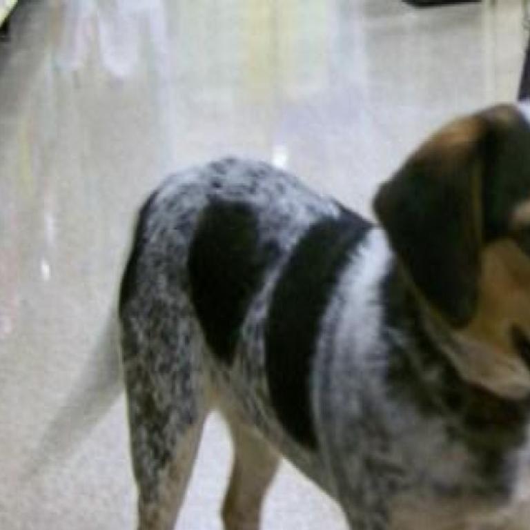 Adopt A Pet Dusty Local St Charles Life News Stltoday Com