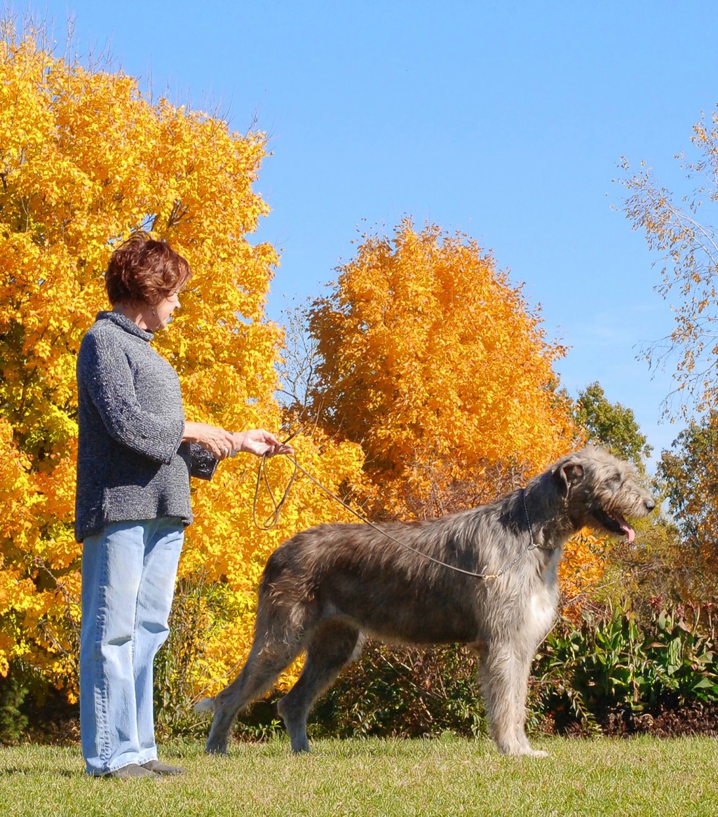 Mcclellan best sale irish wolfhounds