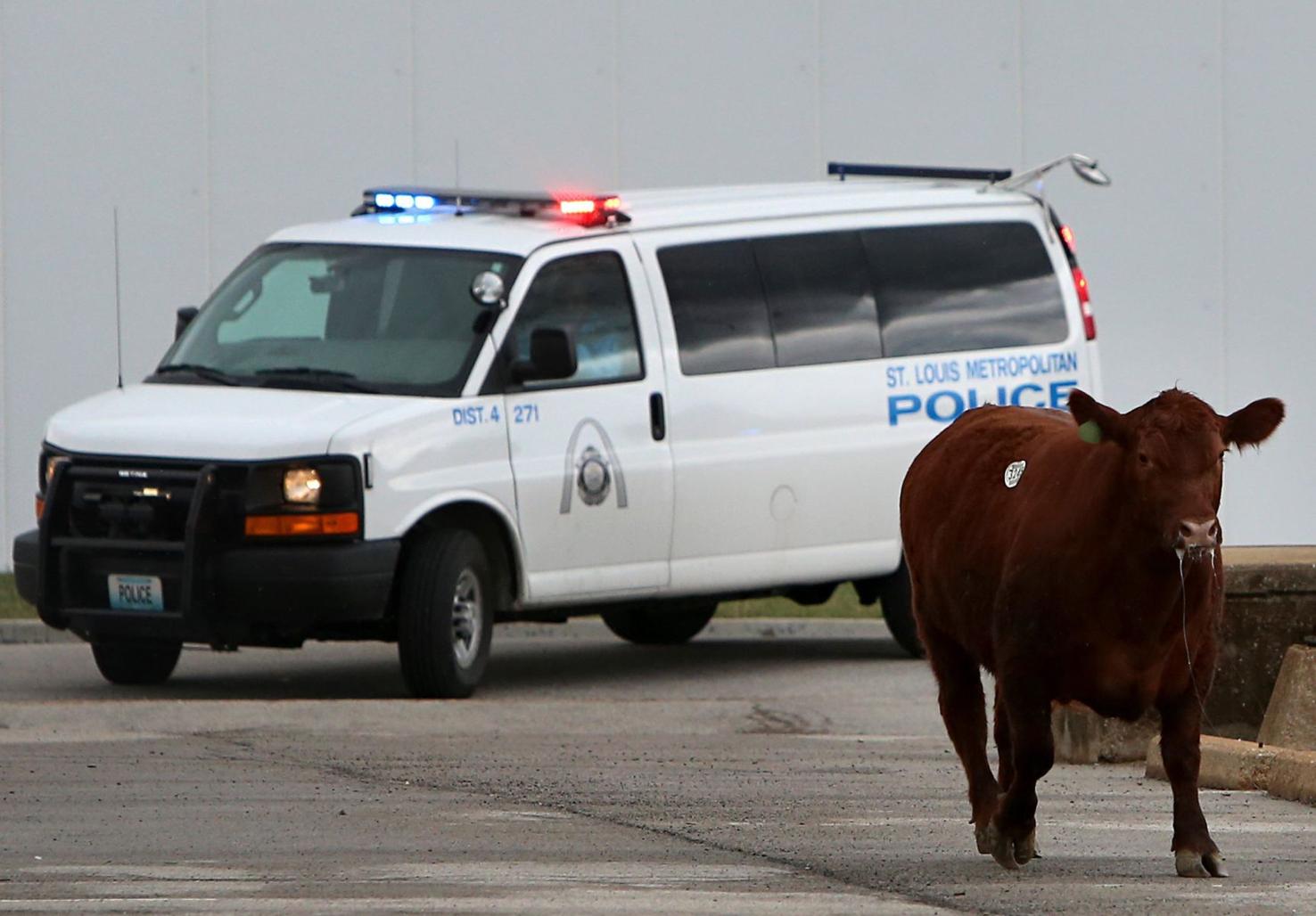Steakout Police corral cattle after escape from St. Louis