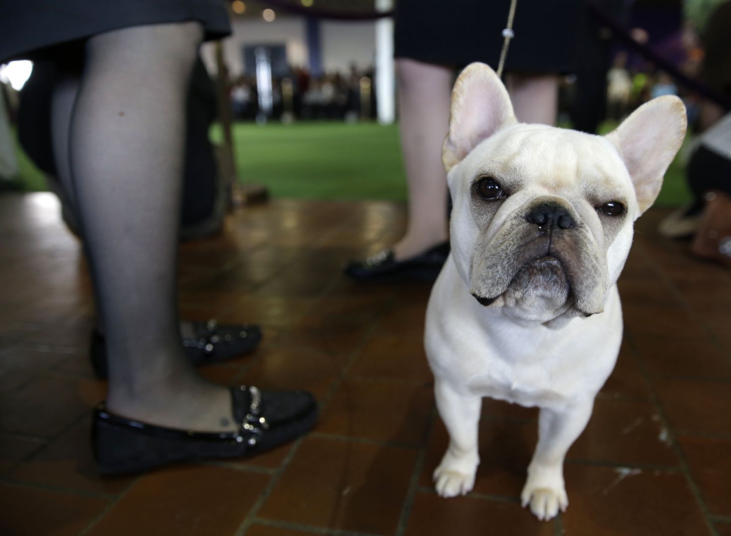 french bulldog westminster