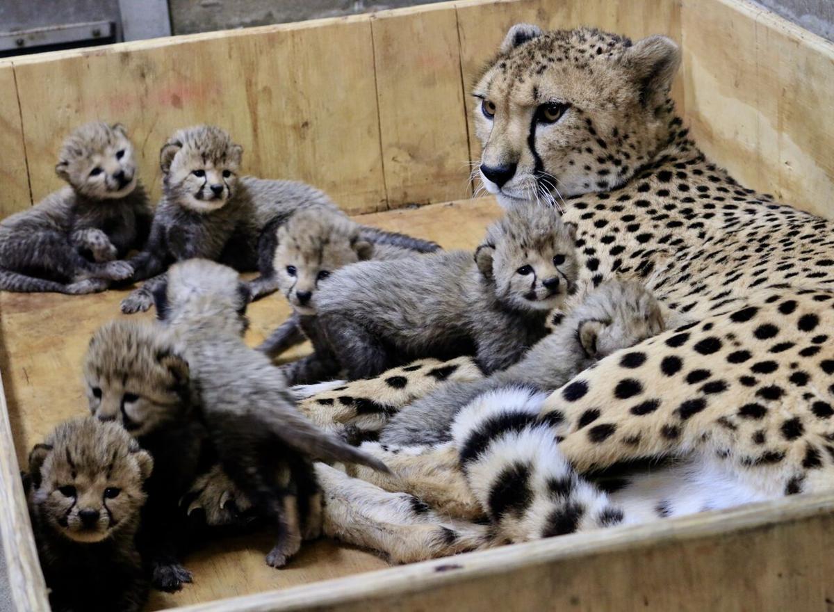 Eight cheetah cubs born at St. Louis Zoo; large litter makes history