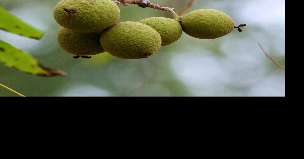 What vegetables are able to grow near a black walnut tree?