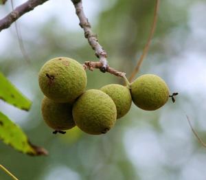 What vegetables are able to grow near a black walnut tree?