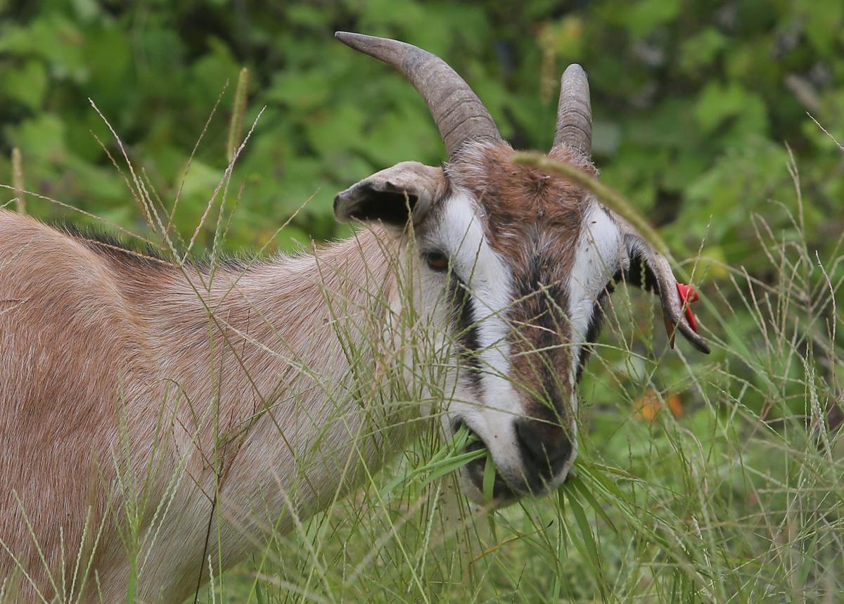 Goats horn in on some of St. Louis' overgrown yards, make hay of weeds