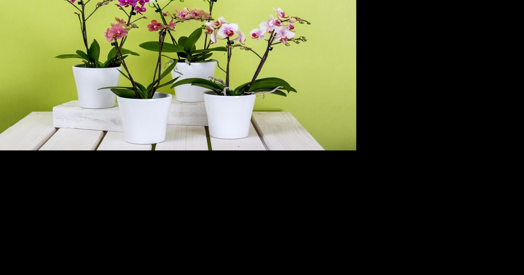 Blooms fell off moth orchid. Now what?